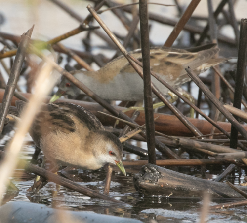 Polluela bastarda (Zapornia parva)