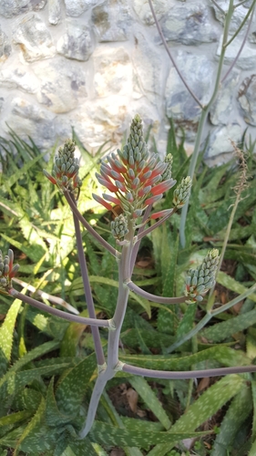 Asphodelaceae image