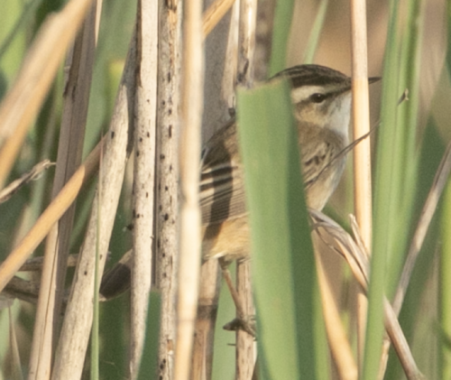 Carricerín común (Acrocephalus schoenobaenus)