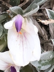 Astragalus gilviflorus