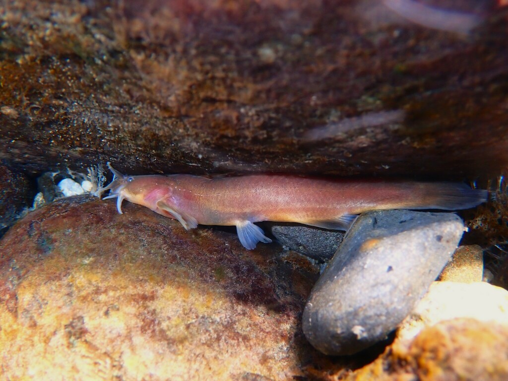 Liobagrus formosanus