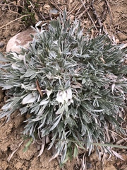 Astragalus gilviflorus