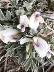 Astragalus gilviflorus