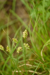 Carex cherokeensis