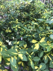 Angiospermae
