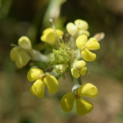 Castilleja rubicundula