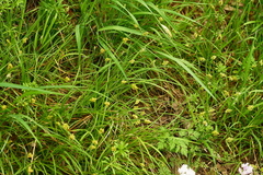 Carex cherokeensis