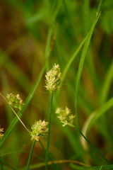 Carex cherokeensis