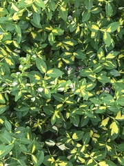 Angiospermae