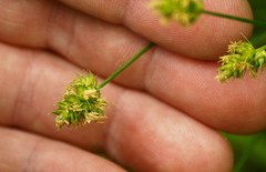 Carex cherokeensis