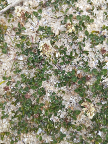 Western Clover (Trifolium occidentale)
