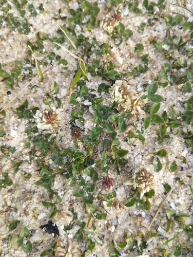 Image of Trifolium occidentale by no rights reserved