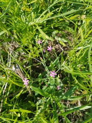 Centaurium pulchellum
