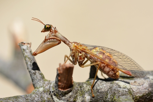 Styrian praying lacewing photo 4