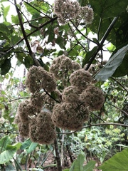 Critonia quadrangularis