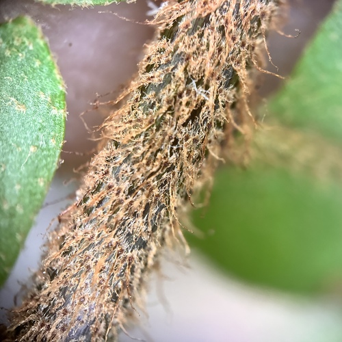 Image of Nephrolepis hirsutula by (c) scallions, some rights reserved (CC BY)