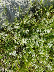 Limnosciadium pumilum