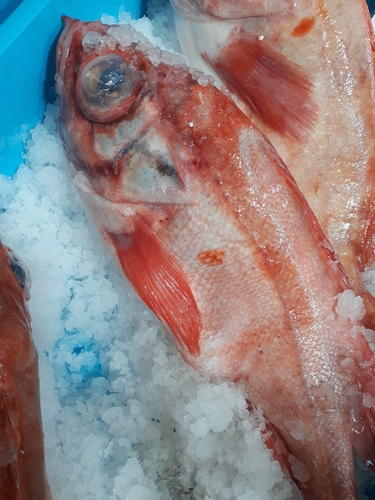 Photo of Beaked redfish (Sebastes mentella)