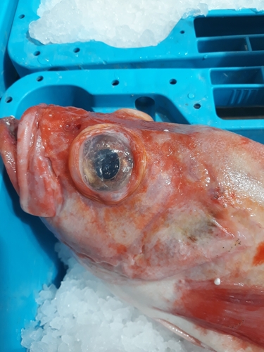 Photo of Beaked redfish (Sebastes mentella)