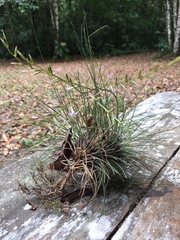 Tillandsia filifolia