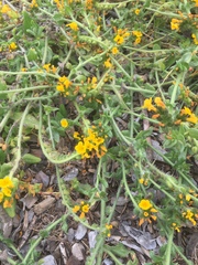 Amsinckia spectabilis