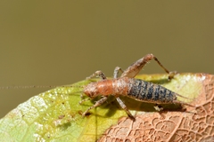 Arachnocephalus vestitus