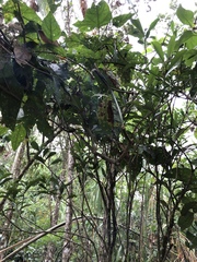 Critonia quadrangularis