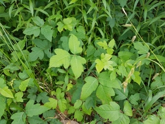 Toxicodendron radicans