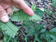 Adiantum pulverulentum