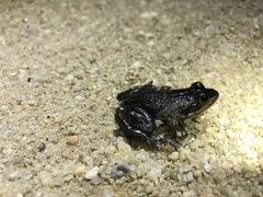 Lithobates virgatipes