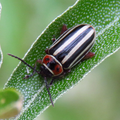 Disonycha uniguttata