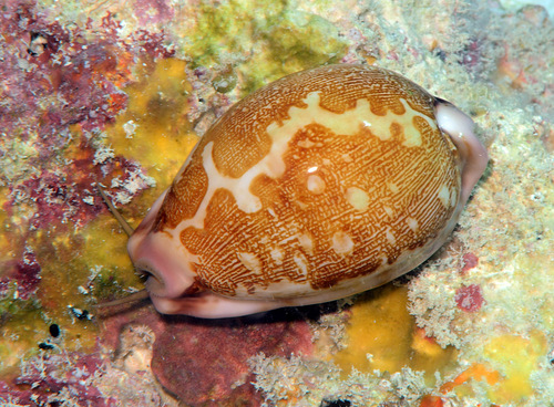 Cypraea mappa observed 2014-04-06