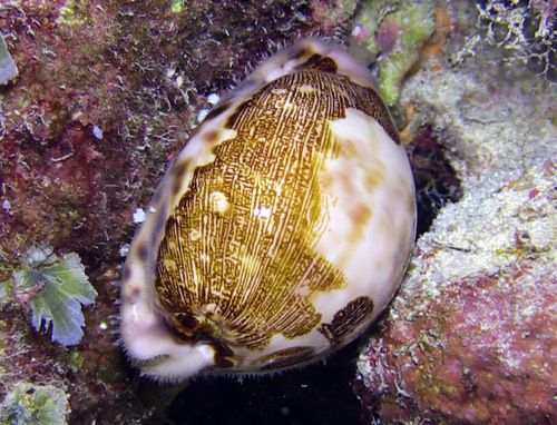 Cypraea mappa observed 2016-03-12