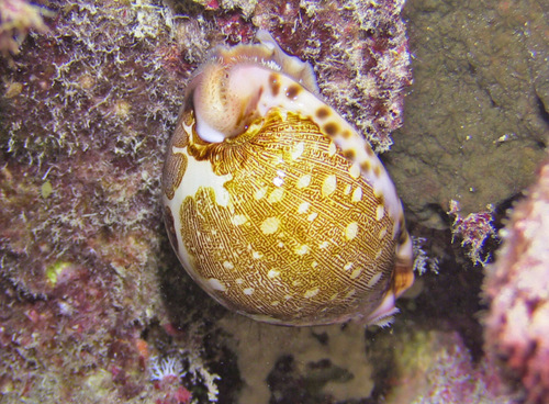 Cypraea mappa observed 2016-04-09