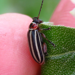 Disonycha uniguttata