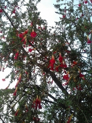 Cantua buxifolia