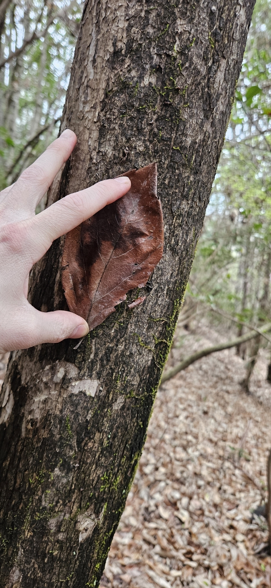 Imagem de Caqui