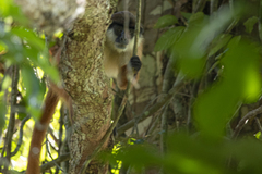 Bouvier's Red Colobus photo 3