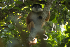 Bouvier's Red Colobus photo 4