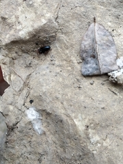 Trachyzelotes pedestris