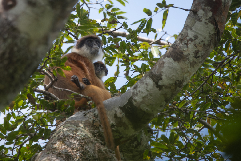 Bouvier's Red Colobus