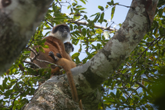 Bouvier's Red Colobus photo 1