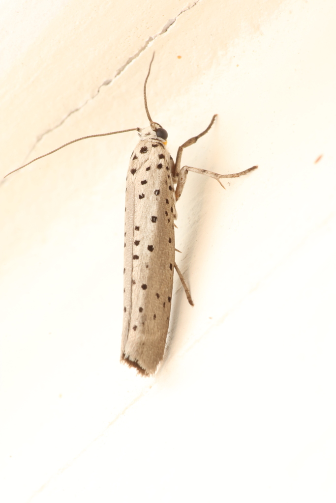 Yponomeuta orocola