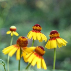 Helenium amphibolum