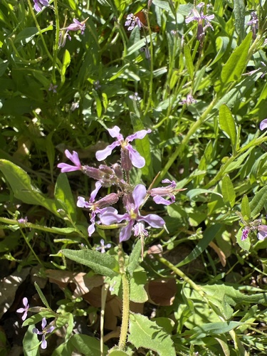 Chorispora tenella iNat (2)