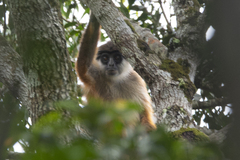 Bouvier's Red Colobus photo 5