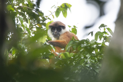 Bouvier's Red Colobus photo 2