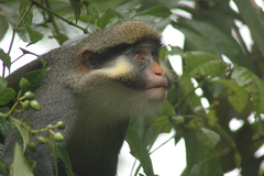Red-Eared Guenon photo 2