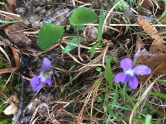 Viola sagittata