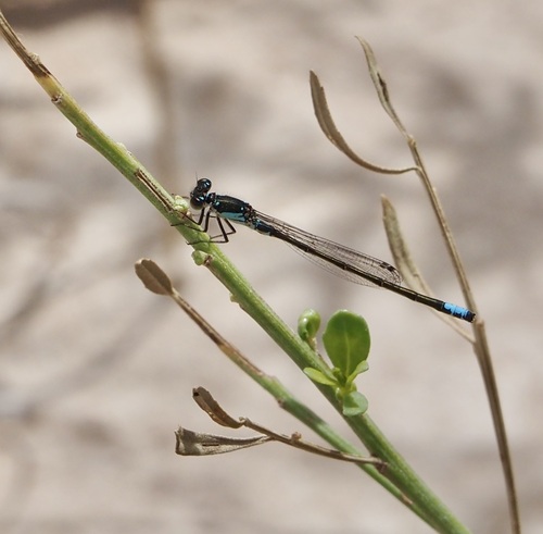 Plains Forktail photo 4